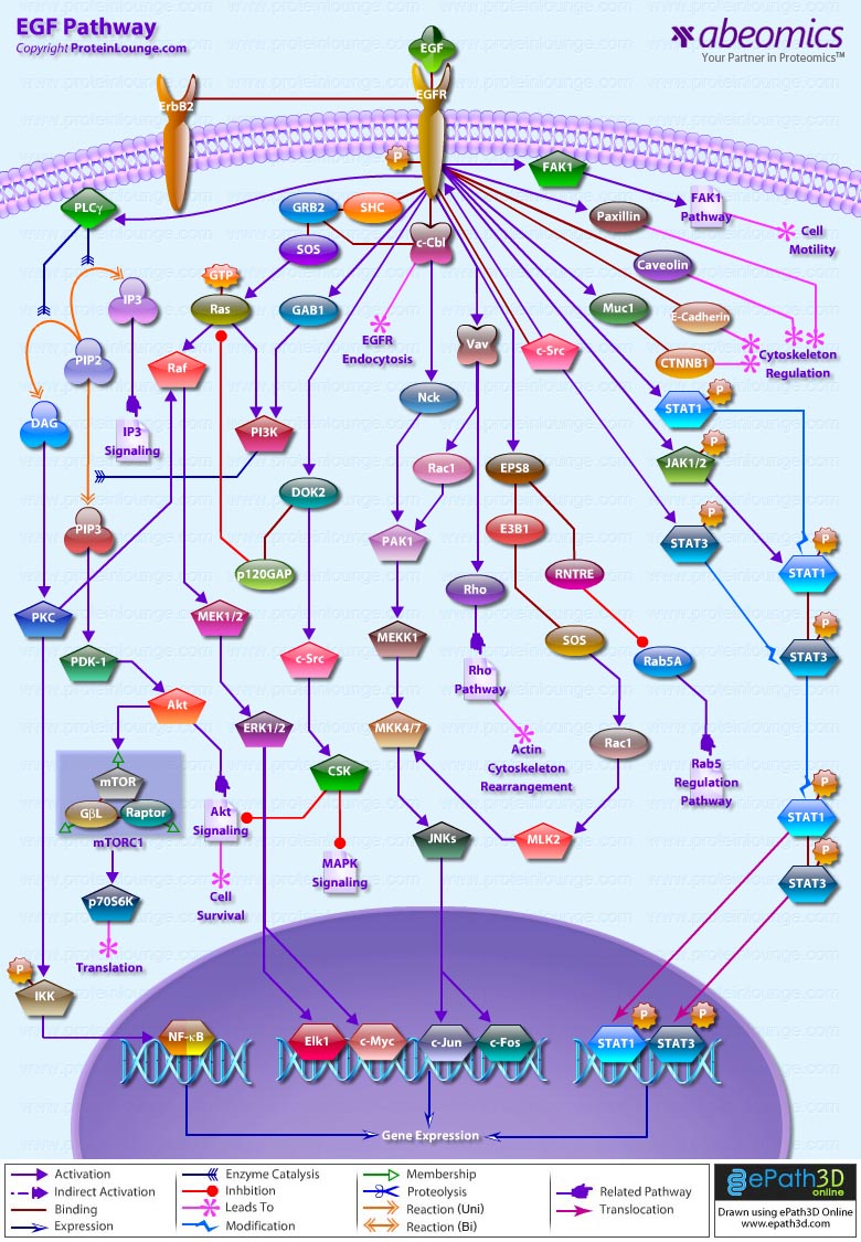 egf-pathway